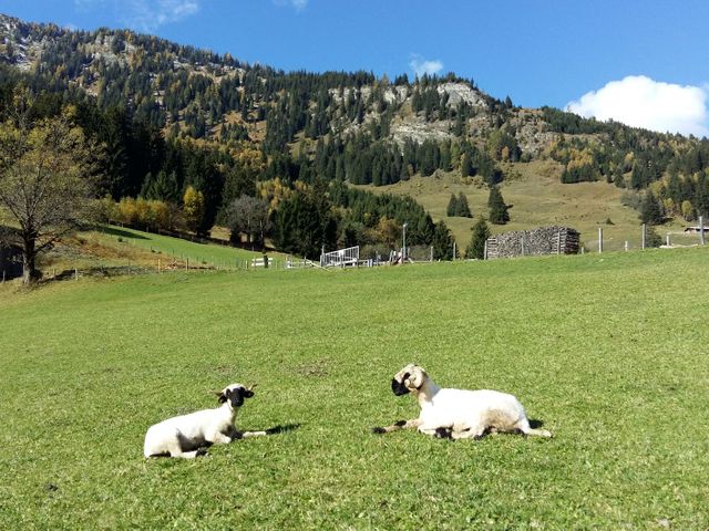 Bergbauernhof Brandebengut 